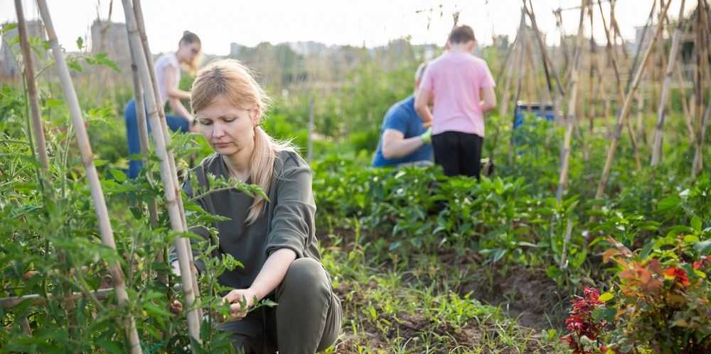 Сезонная работа.jpg